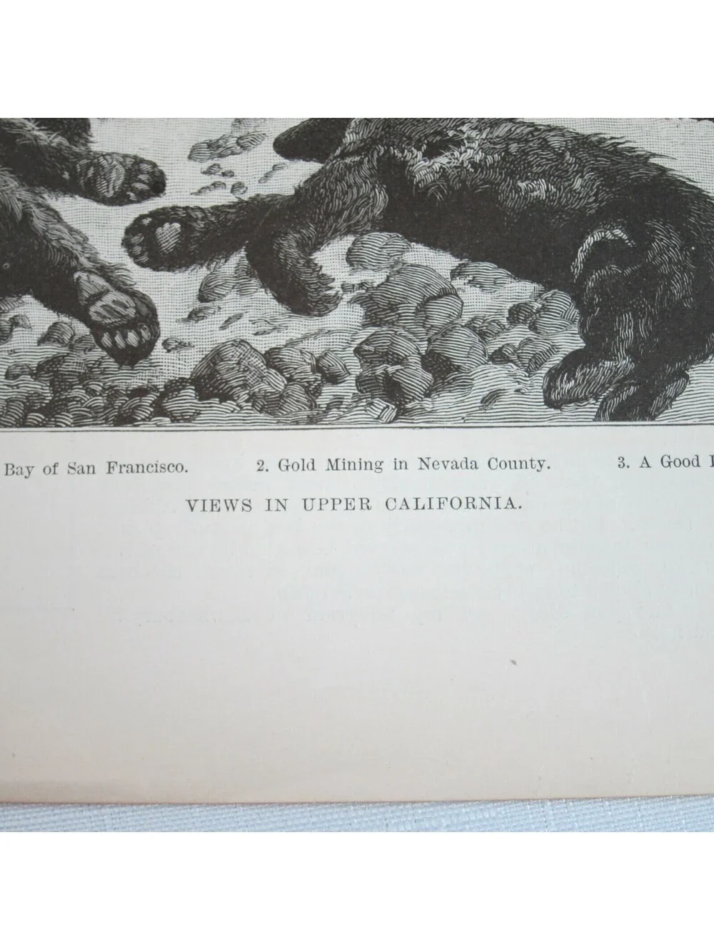 Antique 1888 Print 